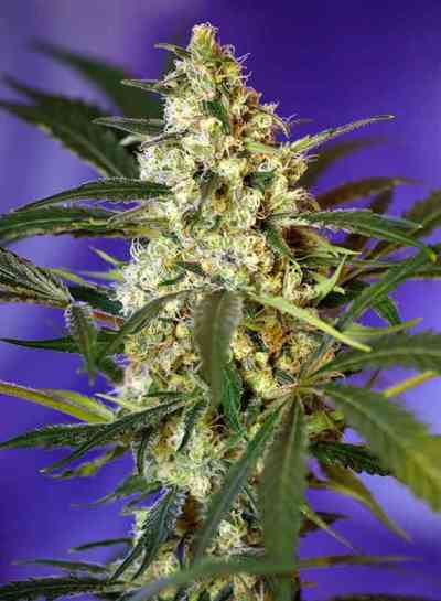 Fast Bud Auto > Sweet Seeds